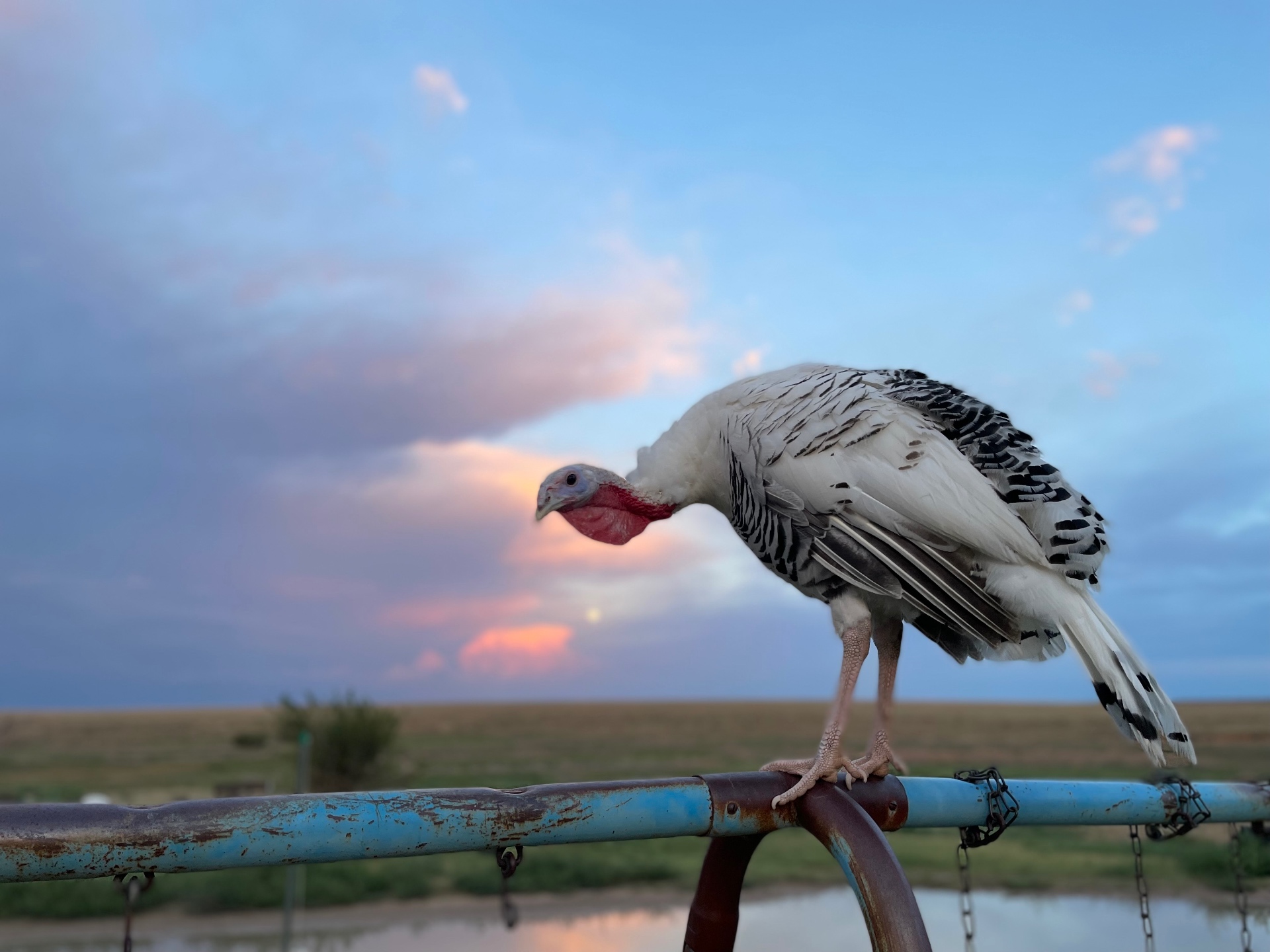 A white turkey perched on a weathered blue pipe fence beneath storm clouds over open High Plains grassland and a stock pond.