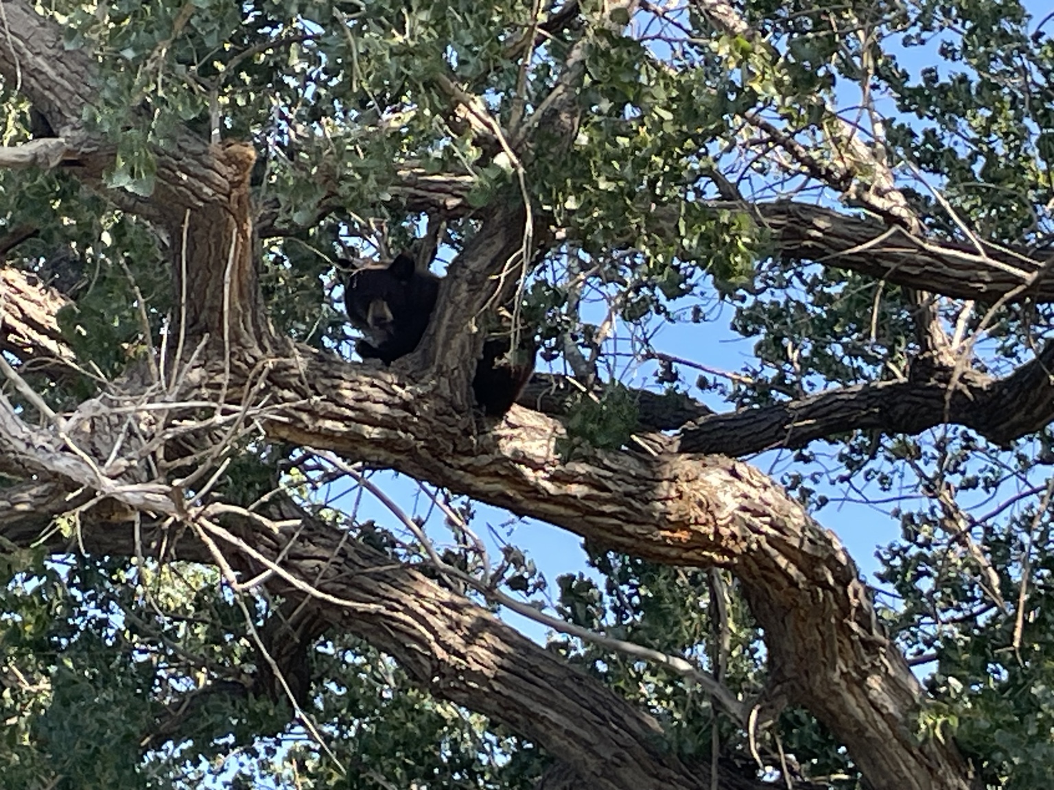 Black bear in a tree along Granada Creek in Prowers County, Colorado.
