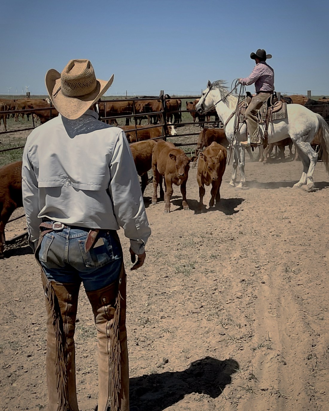 A cowboy in leather chaps holding the herd while riders sort pairs in a plains pen